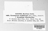 Uromyces pisi-sativi image